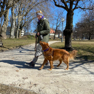 Hundetraining Social Walk