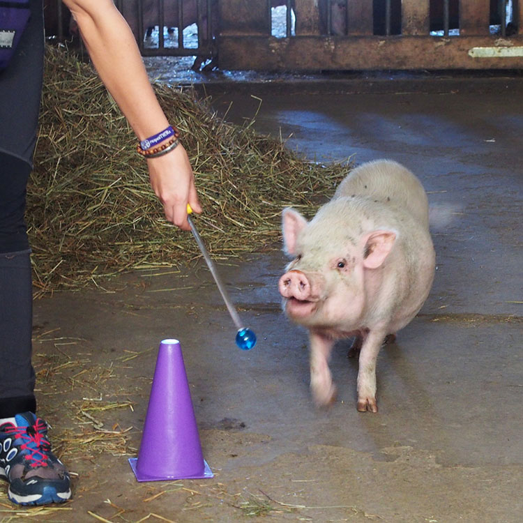Trainier das Tier Schweinetraining
