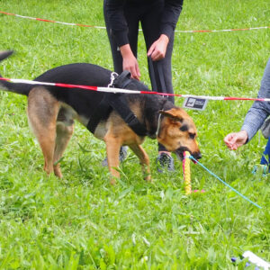 respekTIERt Dogs Escape - Das Exit Game für Mensch und Hund