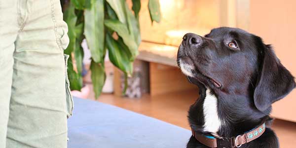 Wissenswertes respekTIERt Blog Häufige Fehler im Hundetraining